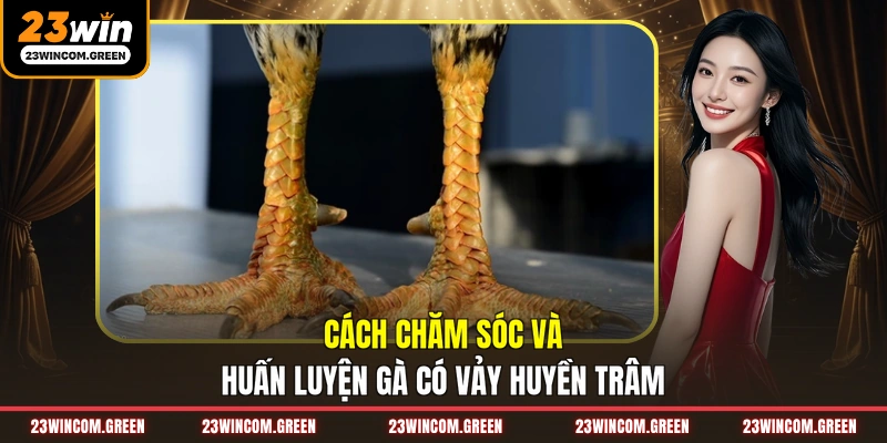 Cách chăm sóc và huấn luyện gà có vảy Huyền Trâm